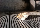 cheep