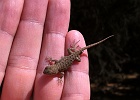 Little buddy.