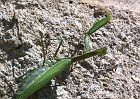 Mantis.