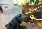 Moose.