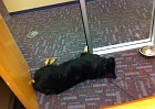 Odd dog.