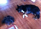 Shedder.