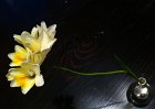 Freesias.