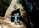 old growth