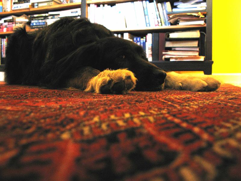 IMG_0940.JPG - Add a cape and a green screen and it's super dog.