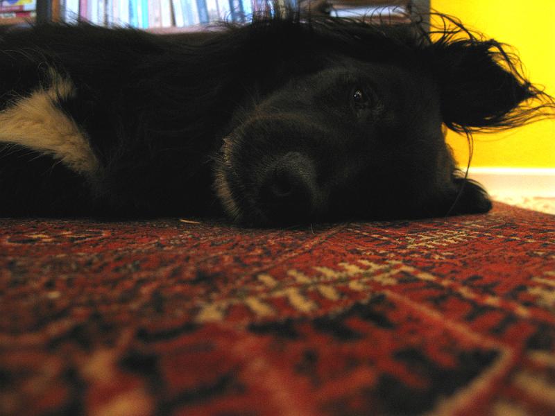 IMG_0945.JPG - Macro mode.
