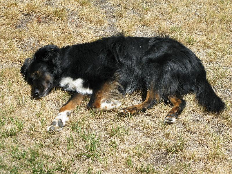 IMG_0957.JPG - Full scale laziness.