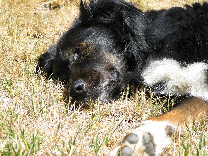 IMG_0960.JPG - Yep, the locus of the lazy.