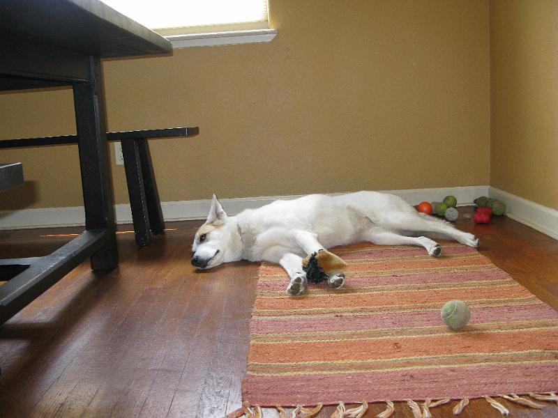 IMG_0962.JPG - Having a bit of a lie down after a good bit of fetching at the park.