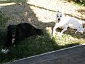 IMG_0967