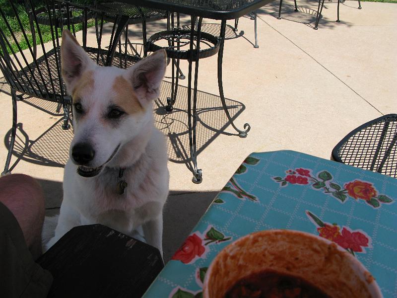 IMG_1007.JPG - Stella: Attempts to take chili by force in 3... 2... 1...