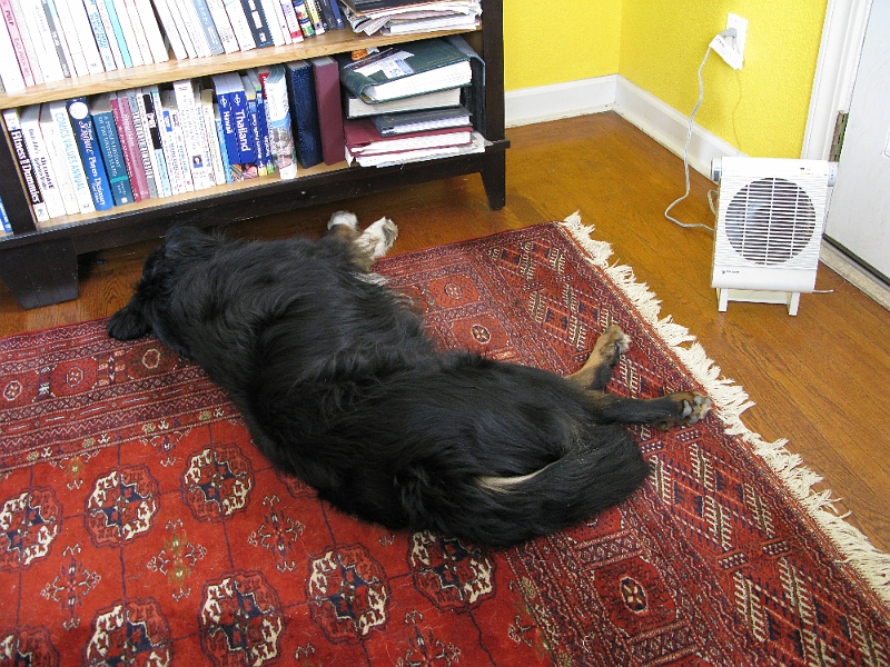 IMG_1067.JPG - For variety though he'll throw in a nap with his head under a piece of furniture.