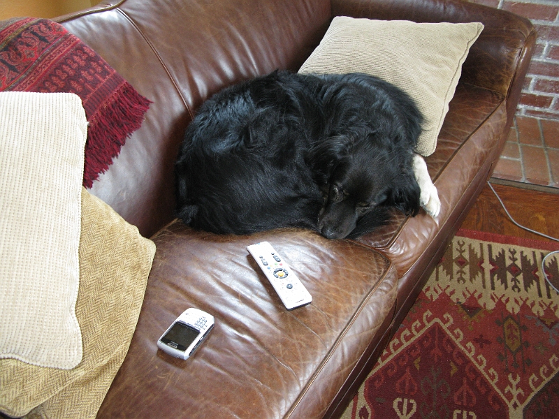 IMG_1096.JPG - Little sneak takes my spot when I leave the room for a minute.