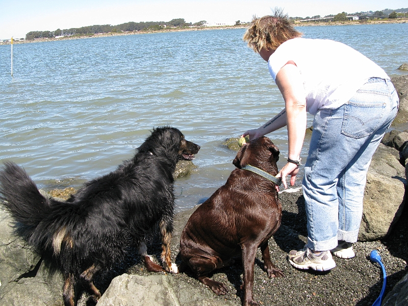 IMG_1246.JPG - You'd think when Jack was sharing his ball Schaef would be grateful enough not to stomp on his tail.