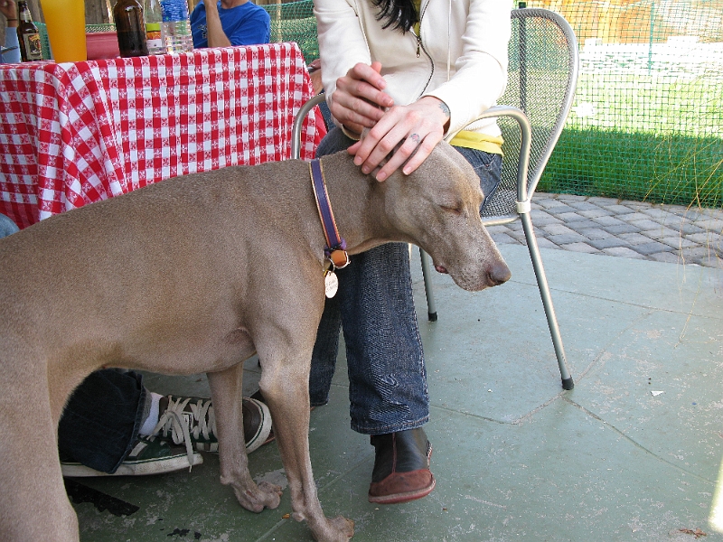 IMG_1278.JPG - Well, Desmo seems to like it.