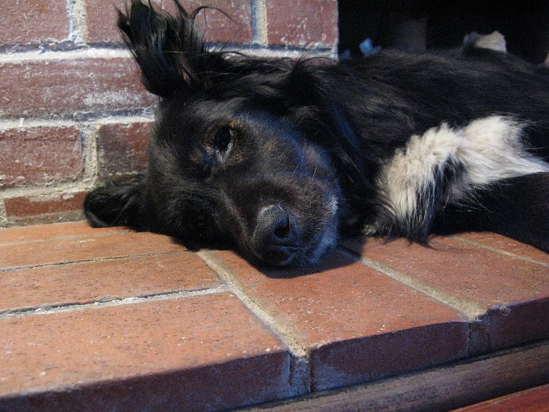 IMG_1308.JPG - Still kind of tired. Can't be bothered to evade the camera.