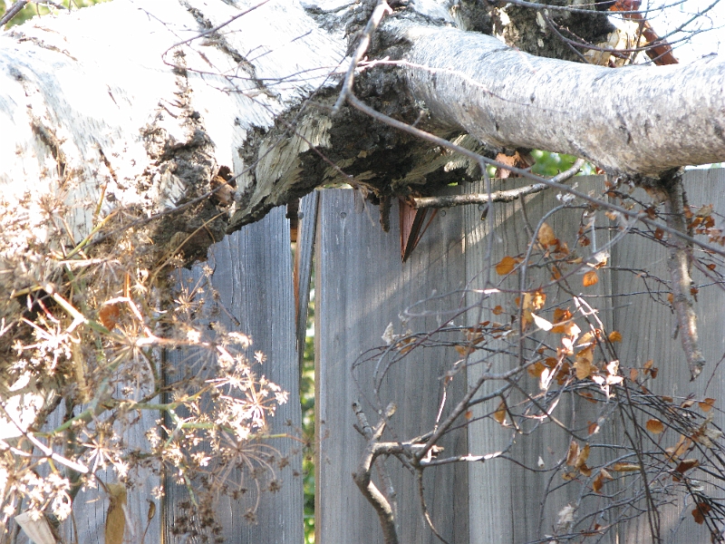 IMG_1341.JPG - Neighbor's fence took a bit of damage.