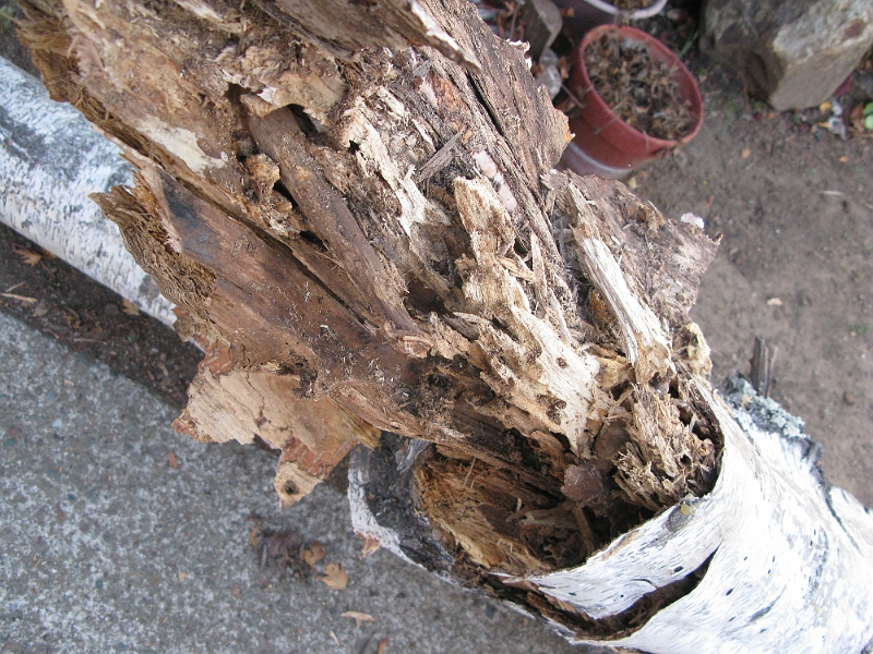IMG_1706.JPG - Pretty rotten in there.