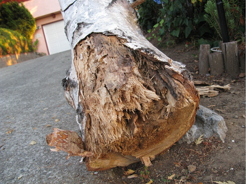 IMG_1707.JPG - Still some living wood. Maybe half of it. Not enough to hold it up in a windstorm though.