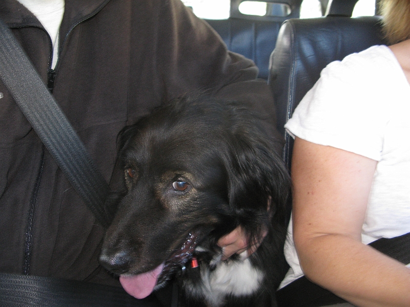 IMG_1732.JPG - it's been a while since he lived up to the Shotgun nickname, but he wound up in my lap on both legs of the drive.