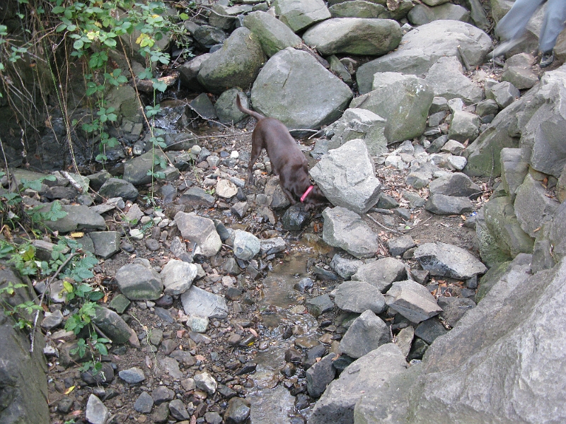 IMG_1747.JPG - Something stinky under that rock.