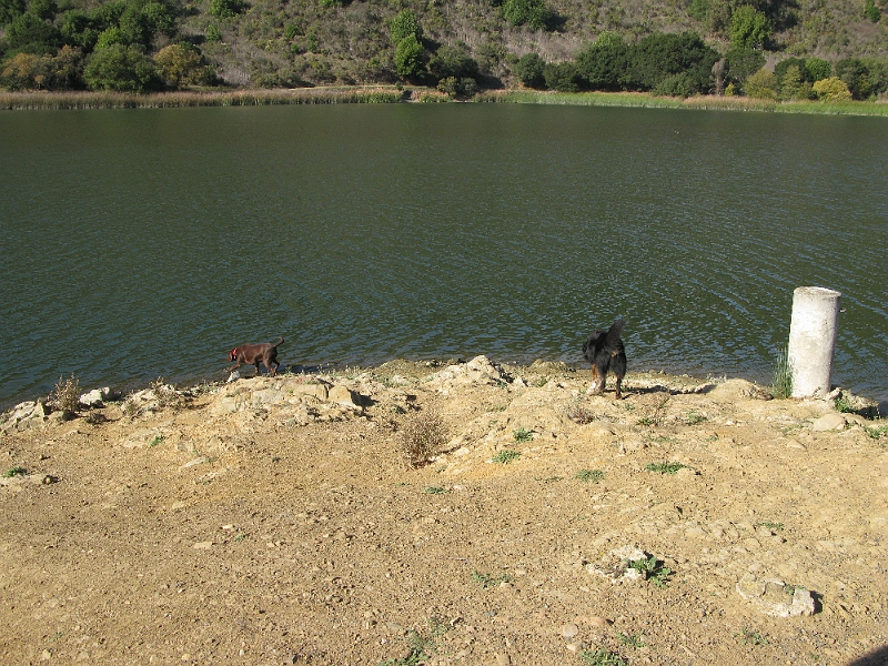 IMG_1752.JPG - Labs and water. We all know what happens next.