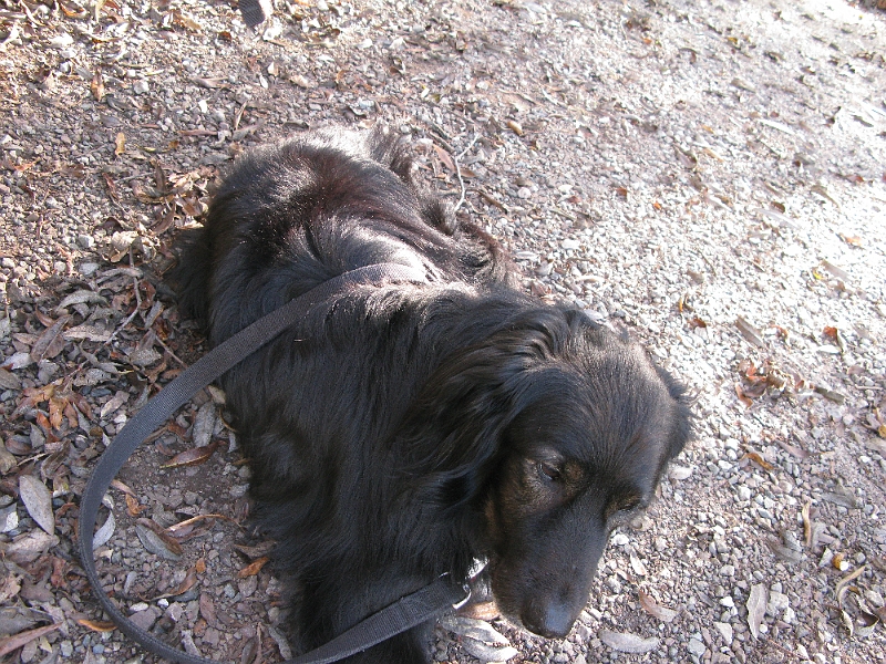 IMG_1764.JPG - On leash, technically.