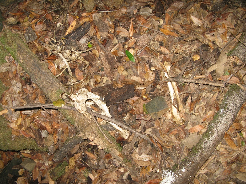 IMG_1772.JPG