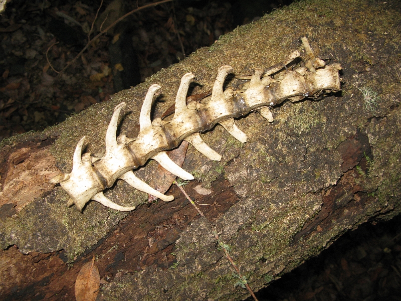 IMG_1774.JPG - Only found about half of this thing. Head and 3 of 4 legs where nowhere to be seen.