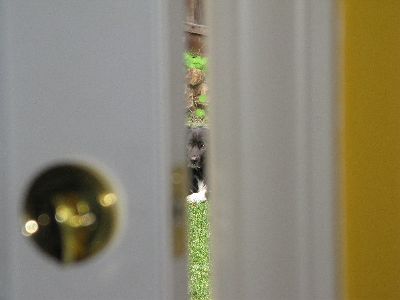 IMG_1830.JPG - Usually he prefers to stay inside where he can watch over me. When he didn't come back to the door in a couple of minutes like usual, I looked up and there he is, keeping an eye on me.