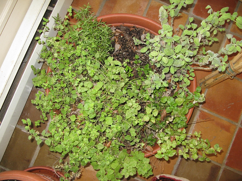 IMG_1938.JPG - Specifically, this fresh thyme.