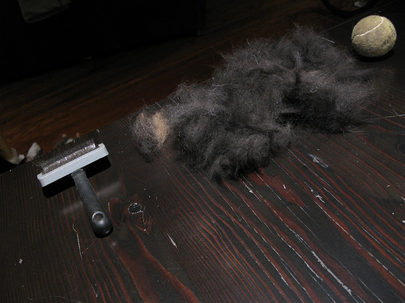 IMG_1981.JPG - 48 hours since the last brushing, which produced about the same amount of shedding.