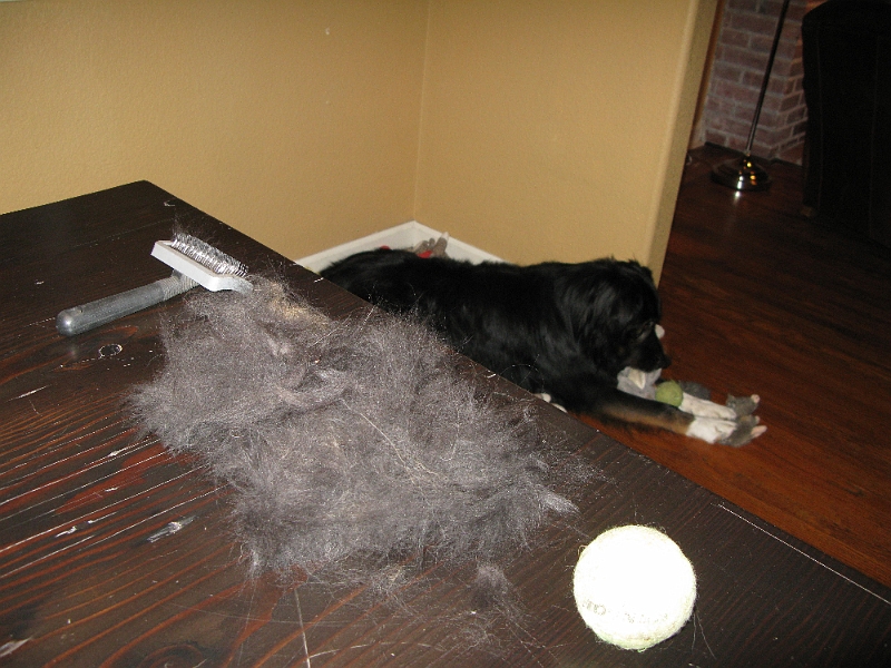 IMG_1984.JPG - The shedder in question lying on top of all of his toys at once.