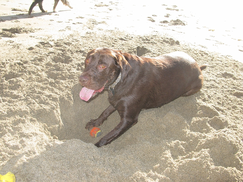IMG_2013.JPG - Jumping in the hole with the ball is also apparently good fun.