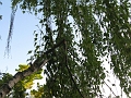 IMG_2427