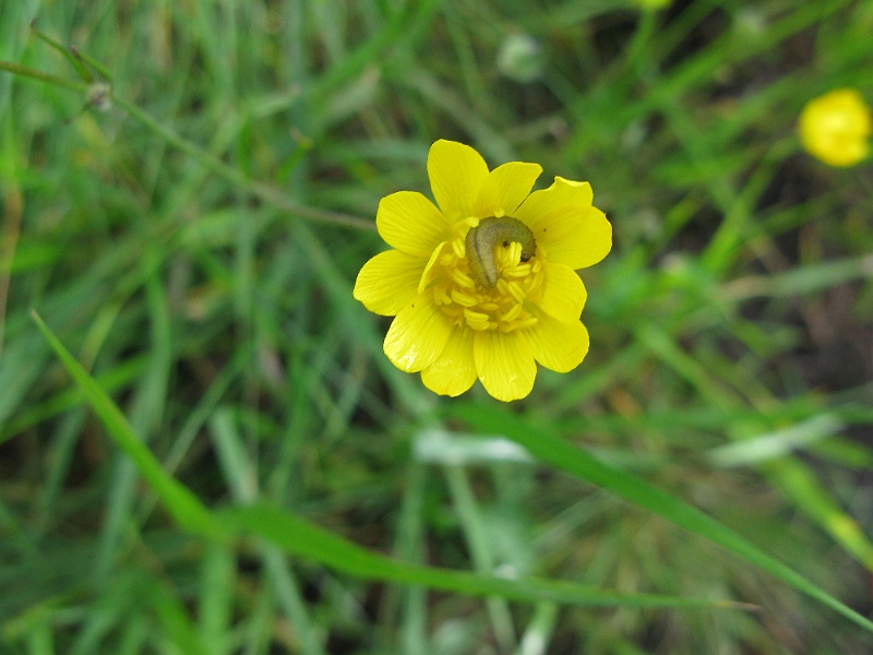 IMG_2490.JPG - Little caterpillar dude.