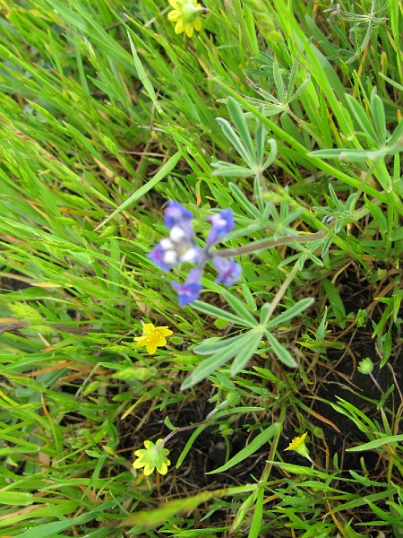 IMG_2508.JPG - Kind a blurry. Focused at the wrong depth. Maybe the foliage will be useful.