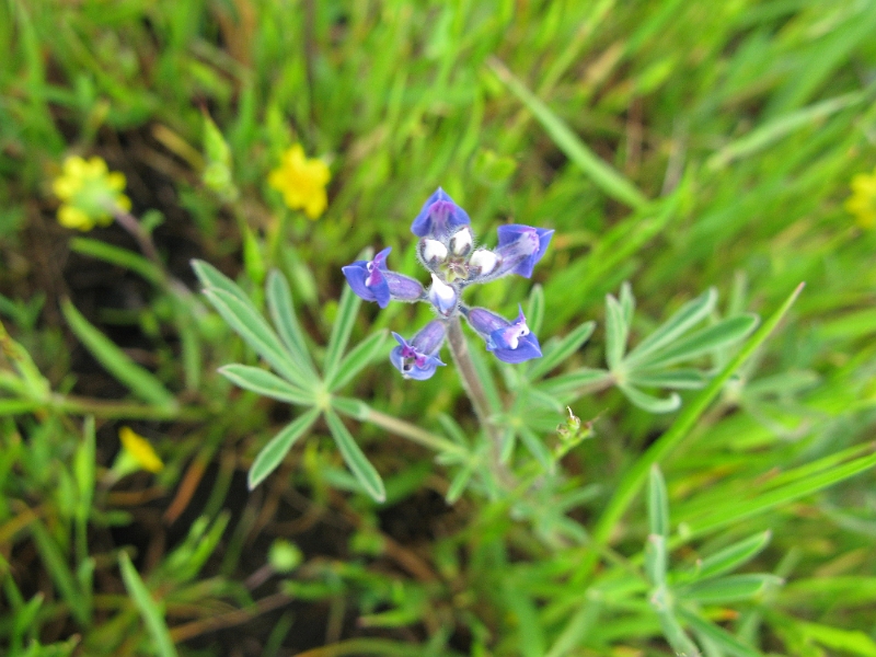 IMG_2509.JPG - Not bad focus. These were also tiny. About the size of a dime across.