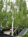 IMG_2478