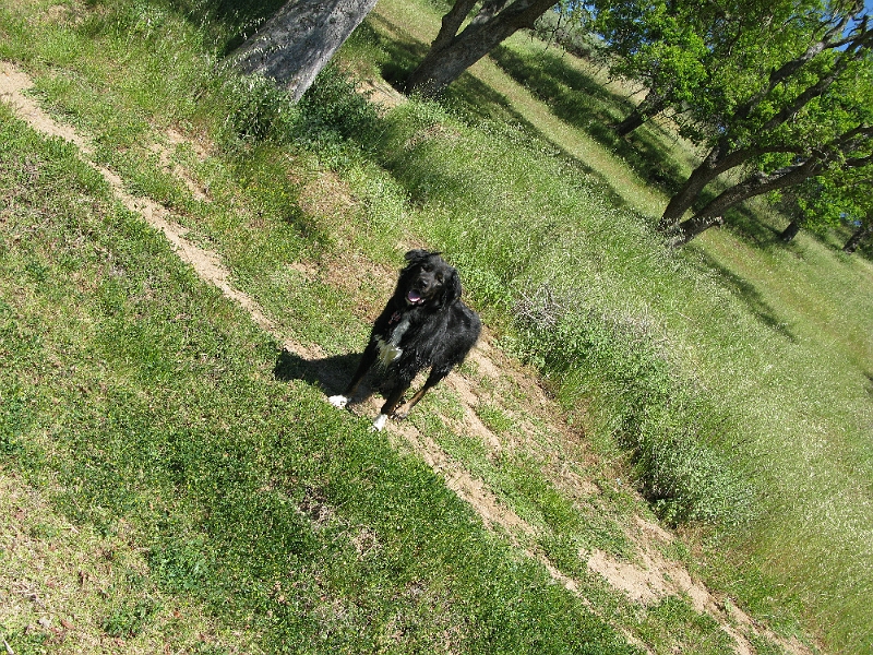 IMG_2552.JPG - Happy dog.