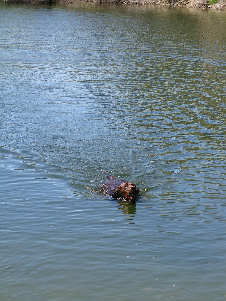 IMG_2574.JPG - Water's clear enough you can see the whole dog. Helps to have polarized sunglasses on.