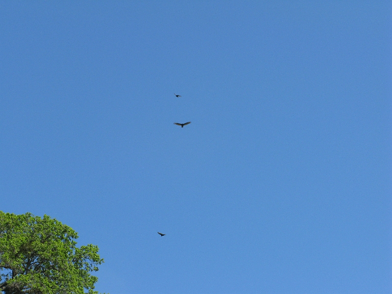 IMG_2584.JPG - Lots of these happy harbingers.