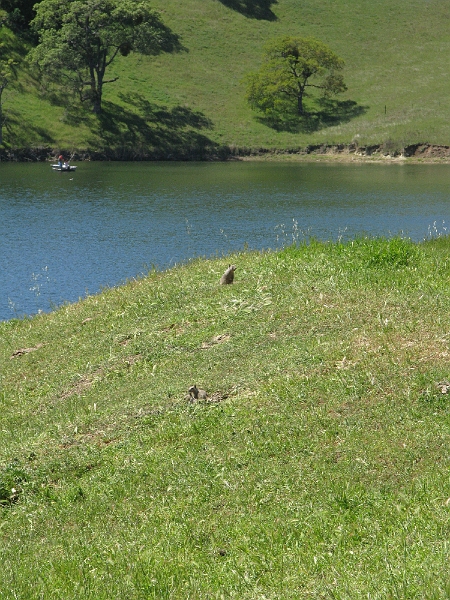 IMG_2585.JPG - I think there's actually two gophers in this shot.
