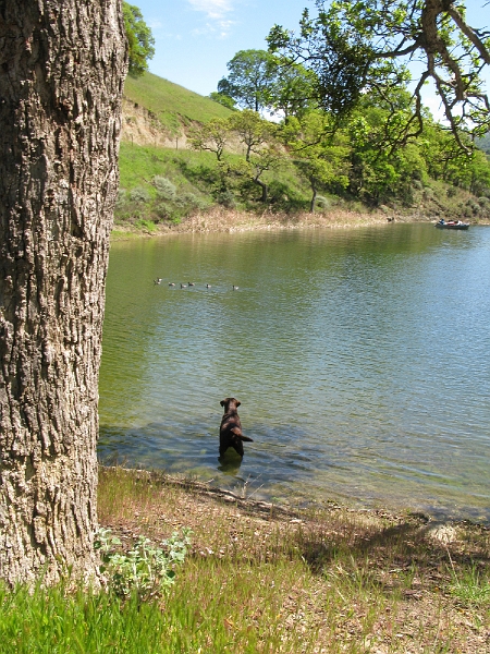 IMG_2599.JPG - Jack takes a proprietary interest in a duck or 9.