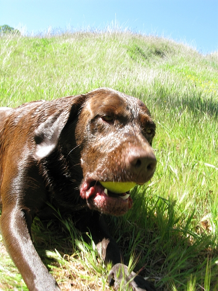 IMG_2605.JPG - A good chew satisfies.