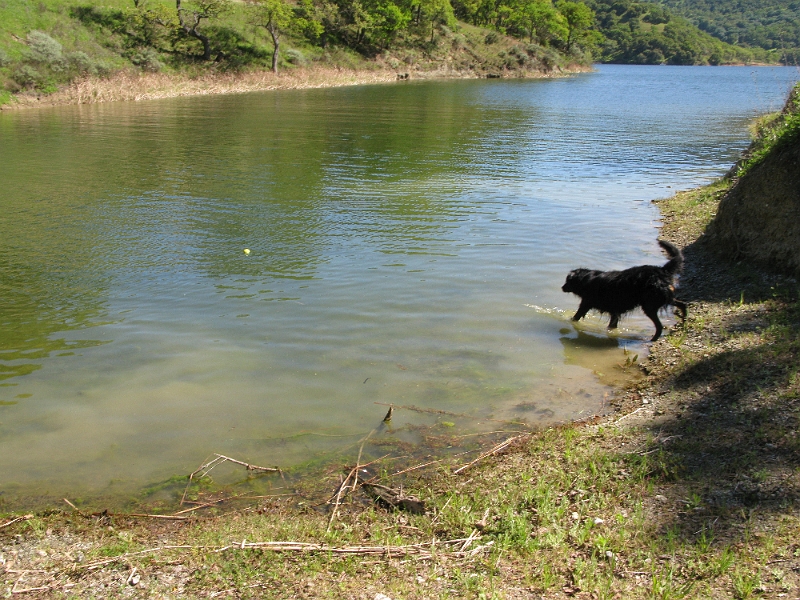 IMG_2607.JPG - Tried to coax him into swimming.