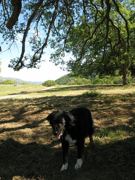 IMG_2613.JPG - Both dogs decided to pose here.