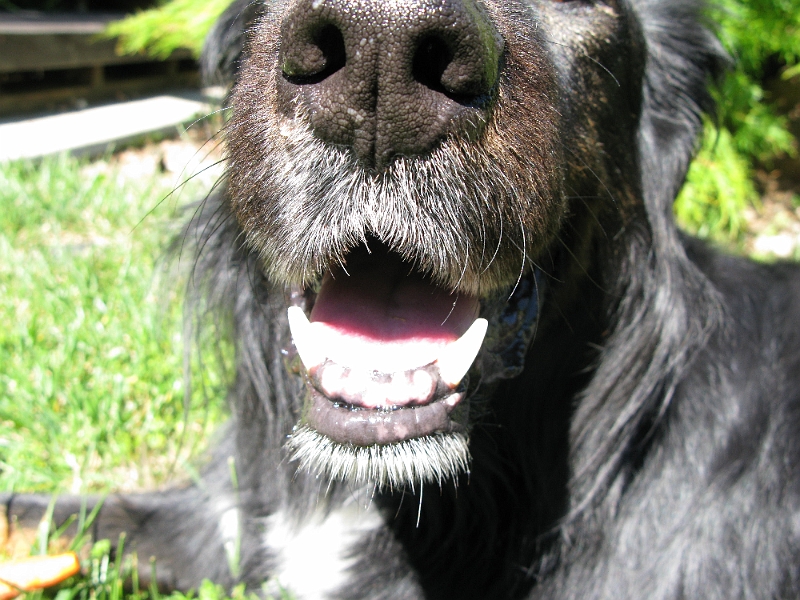 IMG_2654.JPG - His poor, worn down chompers.