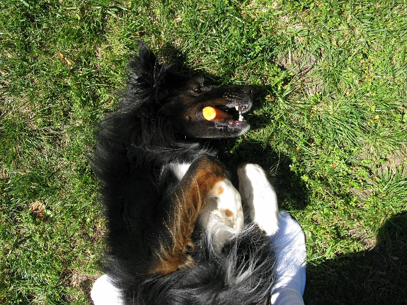 IMG_2660.JPG - He knew the carrot was some kind of chewable treat but never actually tried to eat it.