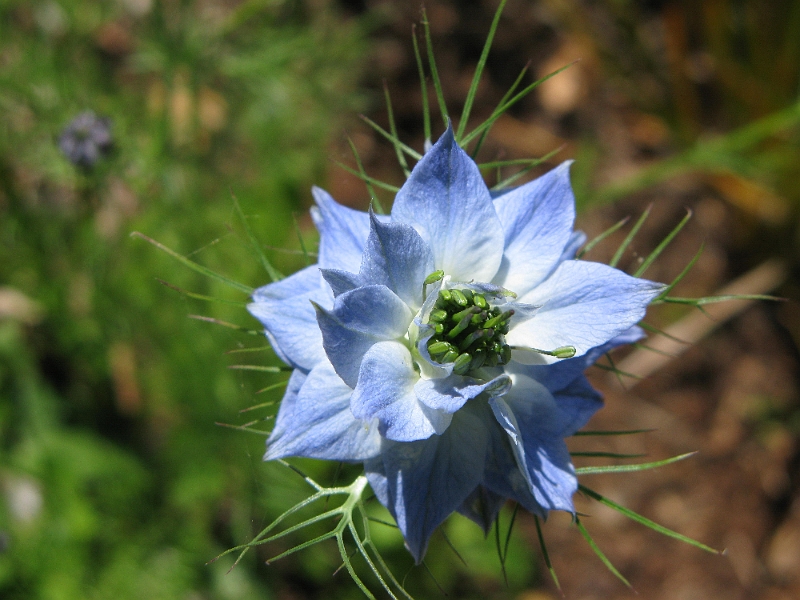 IMG_2703.JPG - Interesting that there appear to be two slightly different forms of this flower on the same plant.